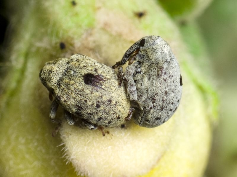 Cionus clairvillei Boheman, 1838